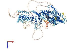 TRPC5 Protein (AA 1-973) (His tag)