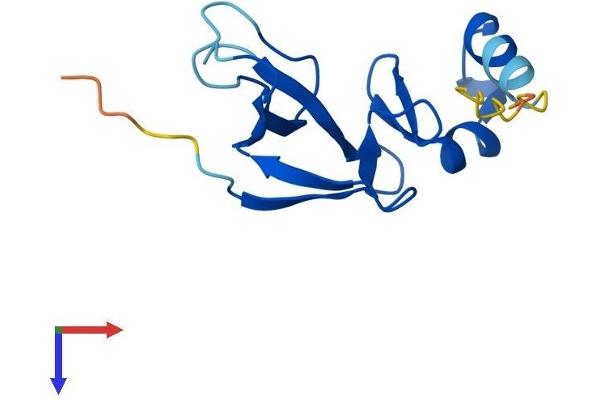 CDPF1 Protein (AA 1-123) (His tag)