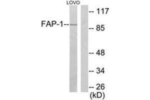Western blot analysis of extracts from LOVO cells, using FAP-1 Antibody. (FAP Antikörper  (AA 331-380))
