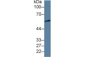 Western Blot; Sample: Human A549 cell lysate; Primary Ab: 3µg/ml Mouse Anti-Human ICA1 Antibody Second Ab: 0. (ICA1 Antikörper  (AA 1-258))