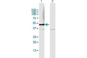 Western Blot analysis of PSMD6 expression in transfected 293T cell line by PSMD6 MaxPab polyclonal antibody. (PSMD6 Antikörper  (AA 1-389))