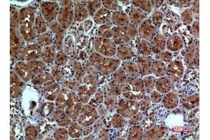 Immunohistochemistry (IHC) analysis of paraffin-embedded Human Kidney, antibody was diluted at 1:100. (Neuropilin 1 Antikörper  (Internal Region))