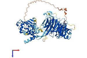 LRWD1 Protein (AA 1-648) (His tag)
