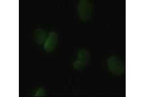 Anti-HHex mouse monoclonal antibody (ABIN2452344) immunofluorescent staining of HeLa cells transiently transfected by pCMV6-ENTRY HHex (RC204815) (HHEX Antikörper  (AA 100-270))