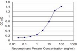 Detection limit for recombinant GST tagged XBP1 is approximately 0. (XBP1 Antikörper  (AA 123-225))