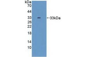Western Blotting (WB) image for anti-Mps1 (TTK) (AA 532-786) antibody (ABIN7443260)