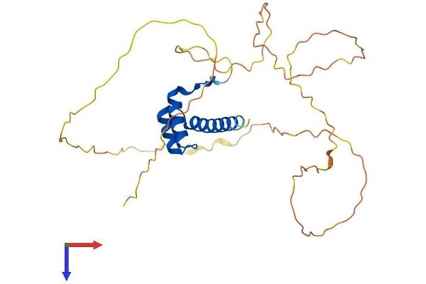 HOXB13 Protein (AA 1-284) (His tag)