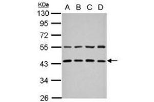 Image no. 1 for anti-Zinc Finger, FYVE Domain Containing 27 (ZFYVE27) (AA 166-411) antibody (ABIN1501822) (ZFYVE27 Antikörper  (AA 166-411))