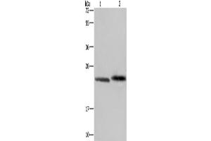 Western Blotting (WB) image for anti-Glyoxalase I (GLO1) antibody (ABIN2430182) (GLO1 Antikörper)