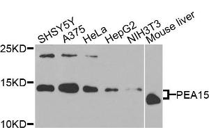 Western blot analysis of extracts of various cells, using PEA15 antibody. (PEA15 Antikörper)