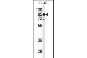 Western blot analysis of TLR4 Antibody (Center) (ABIN653638 and ABIN2842986) in HL-60 cell line lysates (35 μg/lane). (TLR4 Antikörper  (AA 669-698))