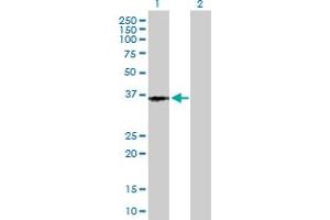 Western Blot analysis of PTGER3 expression in transfected 293T cell line by PTGER3 MaxPab polyclonal antibody. (PTGER3 Antikörper  (AA 1-388))