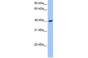 WB Suggested Anti-CNN2 Antibody Titration: 0. (CNN2 Antikörper  (N-Term))