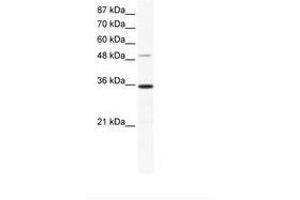 Image no. 1 for anti-Zinc Finger Protein 610 (ZNF610) (AA 70-119) antibody (ABIN6736026) (ZNF610 Antikörper  (AA 70-119))