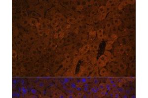 Immunofluorescence analysis of Mouse liver using UGT1A1 Polyclonal Antibody at dilution of 1:100.