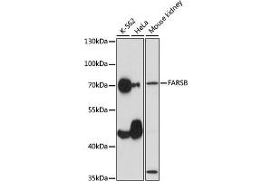 Western blot analysis of extracts of various cell lines, using FARSB antibody (ABIN7269267) at 1:1000 dilution. (FARSB Antikörper  (AA 240-589))