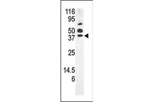 Western blot analysis of anti-NK1 b (ABIN391236 and ABIN2841304) in mouse kidney tissue lysate (35 μg/lane). (PANK1 Antikörper  (AA 332-360))