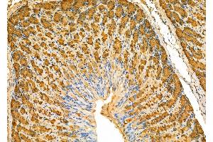 ABIN6266376 and ABIN6277340 at 1/100 staining Mouse stomach tissue by IHC-P.