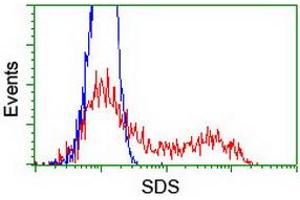 HEK293T cells transfected with either RC217814 overexpress plasmid (Red) or empty vector control plasmid (Blue) were immunostained by anti-SDS antibody (ABIN2455365), and then analyzed by flow cytometry. (serine Dehydratase Antikörper)