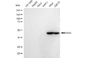 Western blotting analysis using Actin antibody (ABIN7797458).