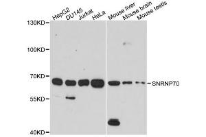 Western blot analysis of extracts of various cell lines, using SNRNP70 antibody. (SNRNP70 Antikörper)