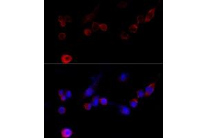Immunofluorescence analysis of NIH/3T3 cells using Filamin A antibody (ABIN7267206) at dilution of 1:100 (40x lens). (Filamin A Antikörper  (C-Term))