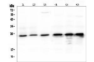 Western blot analysis of mtTFA using anti- mtTFA antibody (pb9447). (TFAM Antikörper  (N-Term))