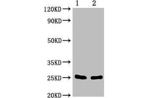 Western Blotting (WB) image for anti-CD9 (CD9) (AA 112-195) antibody (ABIN7147202)