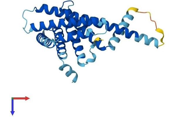 PEX11A Protein (AA 1-246) (His tag)