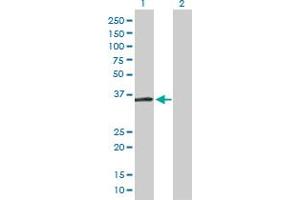 Western Blot analysis of HEY1 expression in transfected 293T cell line by HEY1 MaxPab polyclonal antibody.