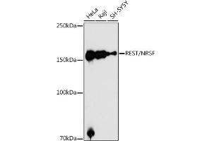 Western blot analysis of extracts of various cell lines, using REST/NRSF antibody (ABIN6133458, ABIN6146870, ABIN6146872 and ABIN6222980) at 1:1000 dilution. (REST Antikörper  (AA 760-1060))