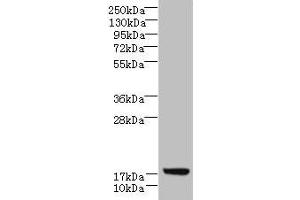 Western blot All lanes: LLCFC1 antibody at 3. (Uncharacterized Protein C7orf34 (LLCFC1) (AA 29-122) Antikörper)