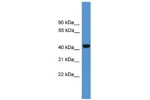 WB Suggested Anti-Wnt10a Antibody Titration: 0. (WNT10A Antikörper  (Middle Region))