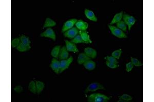 Immunofluorescence staining of Hela cells with ABIN7164649 at 1:200, counter-stained with DAPI. (Epiregulin Antikörper  (AA 144-160))