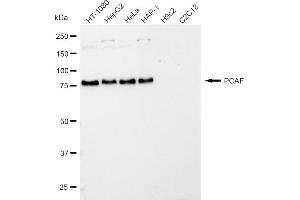 Western blotting analysis using PCAF antibody (ABIN7799154). (Rekombinanter KAT2B Antikörper)