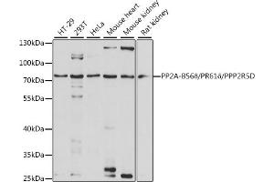 Western blot analysis of extracts of various cell lines, using PP2A-B56δ/PR61δ/PP2A-B56δ/PR61δ/PPP2R5D antibody (ABIN7269690) at 1:1000 dilution. (PPP2R5D Antikörper  (AA 450-550))