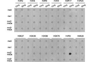 Dot-blot analysis of all sorts of methylation peptides using Asymmetric DiMethyl-Histone H4-R3 antibody (ABIN3016059, ABIN3016060, ABIN3016061, ABIN1680261 and ABIN6219537). (Histone H4 Antikörper  (2meArg3))