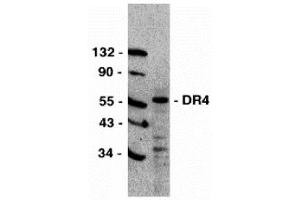 Western Blotting (WB) image for anti-Drought-Repressed 4 Protein (DR4) (C-Term) antibody (ABIN1030366) (DR4 Antikörper  (C-Term))
