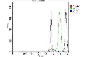 anti-Chromatin Target of PRMT1 (CHTOP) (N-Term) antibody