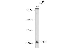 Western blot analysis of extracts of Rat plasma using NPFF Polyclonal Antibody at dilution of 1:500. (Neuropeptide FF Antikörper)