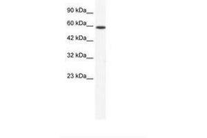 Image no. 1 for anti-DEAD (Asp-Glu-Ala-Asp) Box Polypeptide 5 (DDX5) (N-Term) antibody (ABIN202815) (DDX5 Antikörper  (N-Term))
