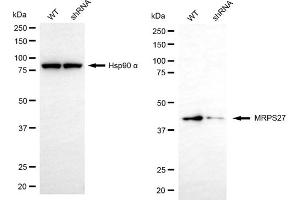 Western blotting analysis using MRPS27 antibody (ABIN7799435).