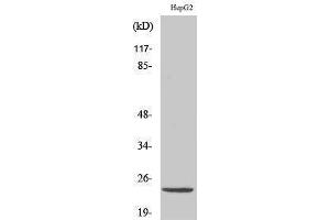 Western Blotting (WB) image for anti-ATP Synthase, H+ Transporting, Mitochondrial Fo Complex, Subunit D (ATP5H) (C-Term) antibody (ABIN3179885) (ATP5H Antikörper  (C-Term))