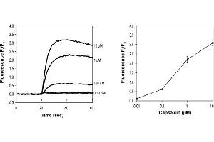 Cells were loaded with  AM and stimulated with Capsaicin (ABIN7885724). (Capsaicin)