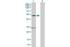 Western Blot analysis of C10orf97 expression in transfected 293T cell line by C10orf97 MaxPab polyclonal antibody.
