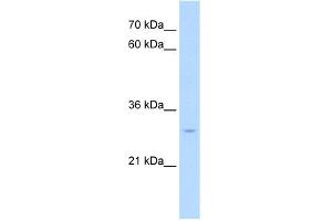 WB Suggested Anti-NR5A2 Antibody Titration:  0.
