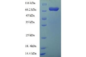 SDS-PAGE (SDS) image for ATG16 Autophagy Related 16-Like 1 (ATG16L1) (AA 1-607), (full length) protein (His-SUMO Tag) (ABIN5711423)