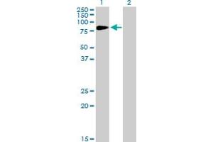 Western Blot analysis of HIPK4 expression in transfected 293T cell line by HIPK4 MaxPab polyclonal antibody. (HIPK4 Antikörper  (AA 1-616))