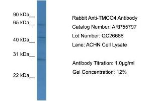 WB Suggested Anti-TMCO4  Antibody Titration: 0. (TMCO4 Antikörper  (C-Term))