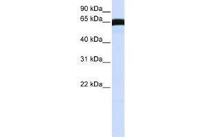 WB Suggested Anti-PLK1 Antibody Titration:  0. (PLK1 Antikörper  (C-Term))